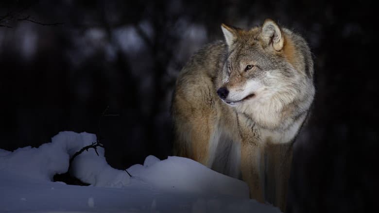 Backdrop from Wild Lapland