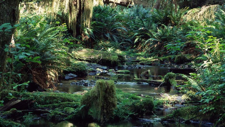 Backdrop from Tropical Rainforest