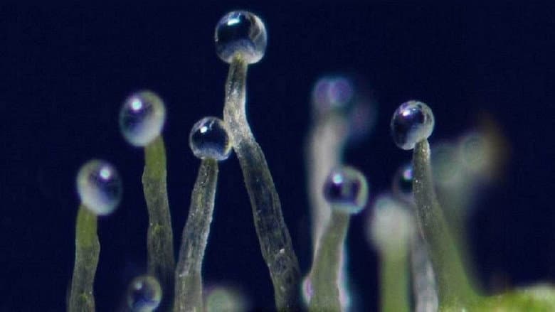 Backdrop from What If Cannabis Cured Cancer