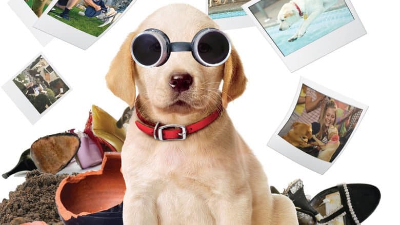 Backdrop from Marley & Me: The Puppy Years