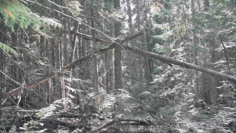 Backdrop from Bigfoot Encounters in the Pacific Northwest