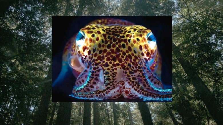 Backdrop from Donna Haraway: Story Telling for Earthly Survival
