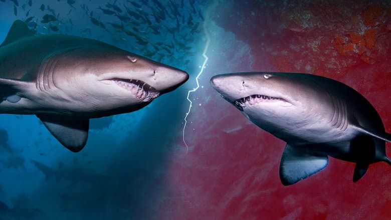 Backdrop from Cannibal Sharks