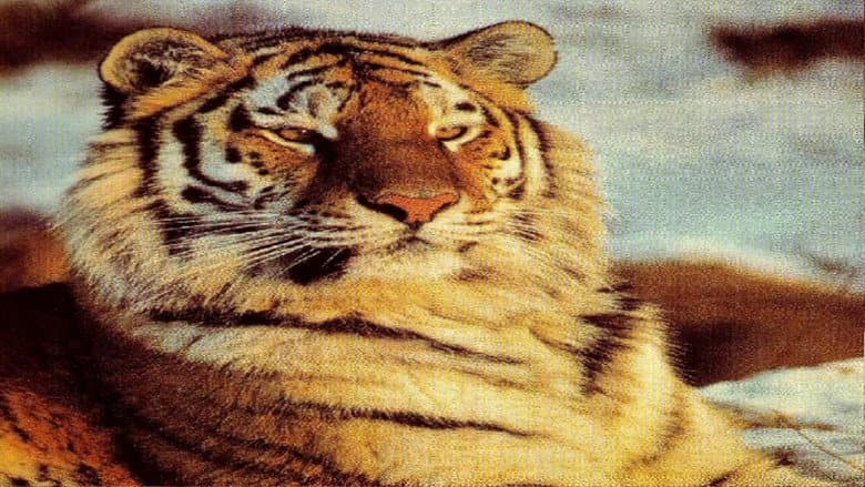 Backdrop from Tigers of the Snow