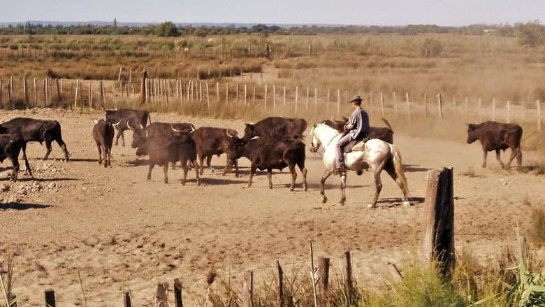 Backdrop from Le camarguais
