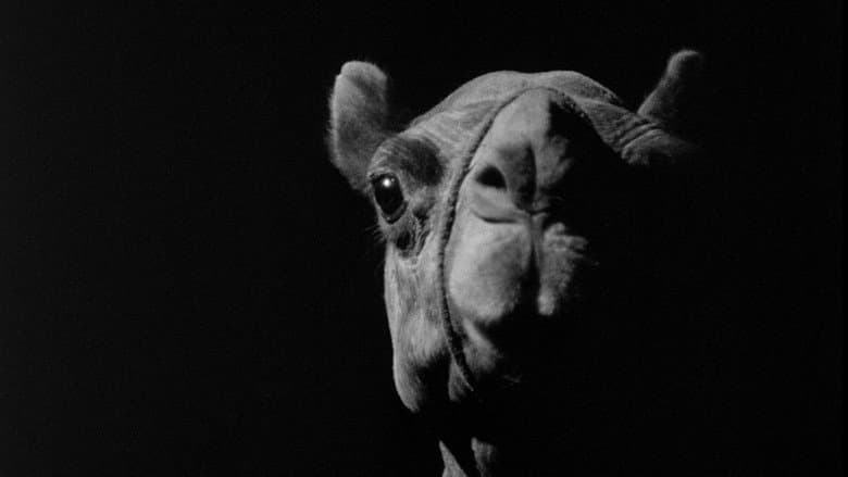 Backdrop from A Camel
