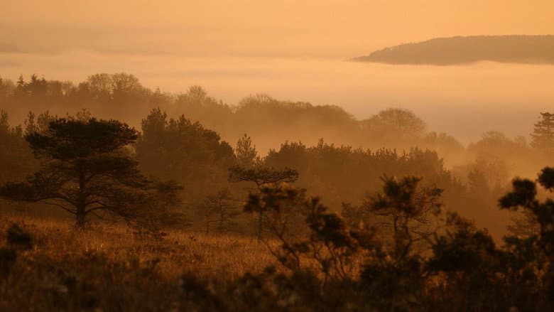 Backdrop from Dawn Chorus: The Sounds of Spring