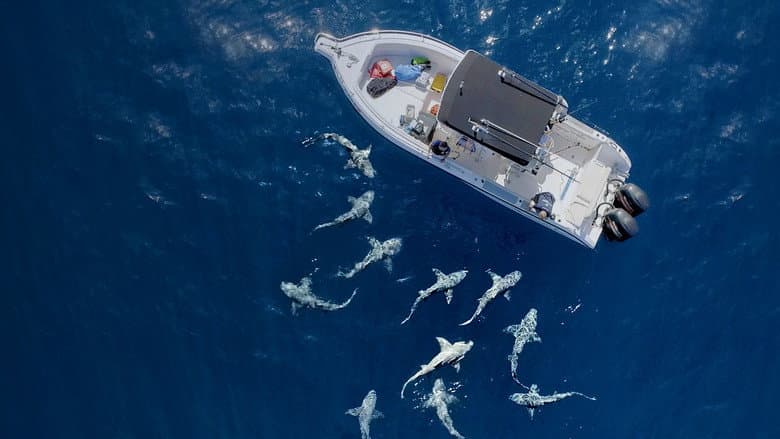Backdrop from Jaws vs. Boats