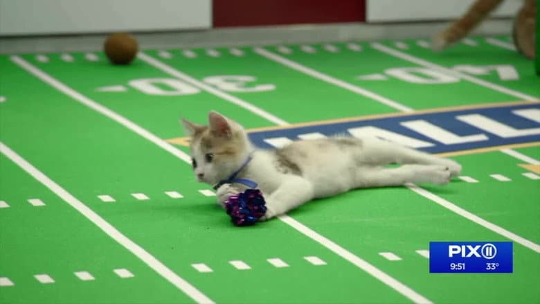 Backdrop from Kitten Bowl VIII Special