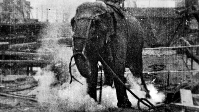 Backdrop from Electrocuting an Elephant