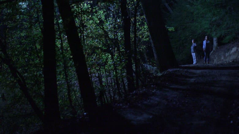 Backdrop from Below the Trees