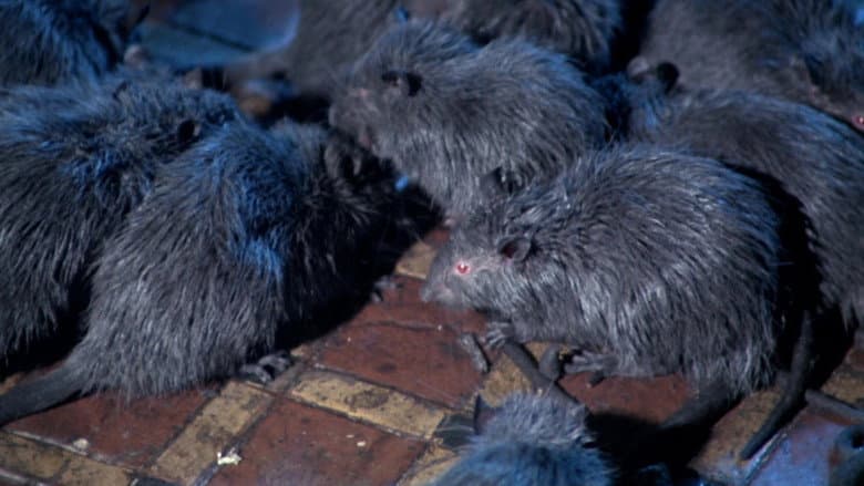 Backdrop from Rats: Night of Terror