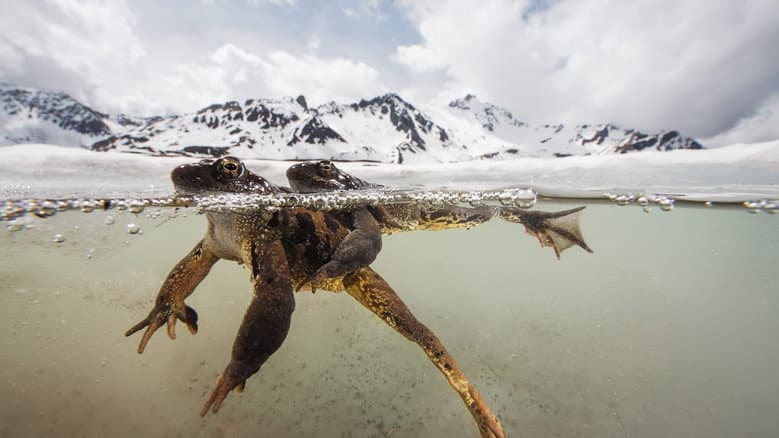 Backdrop from The Sanctuary:Survival Stories of the Alps