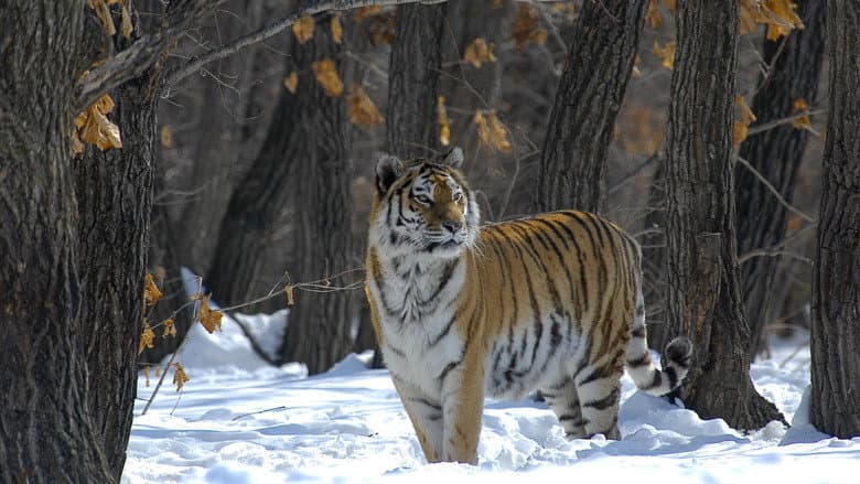 Backdrop from Russia - In the Realm of Tigers, Bears and Volcanoes