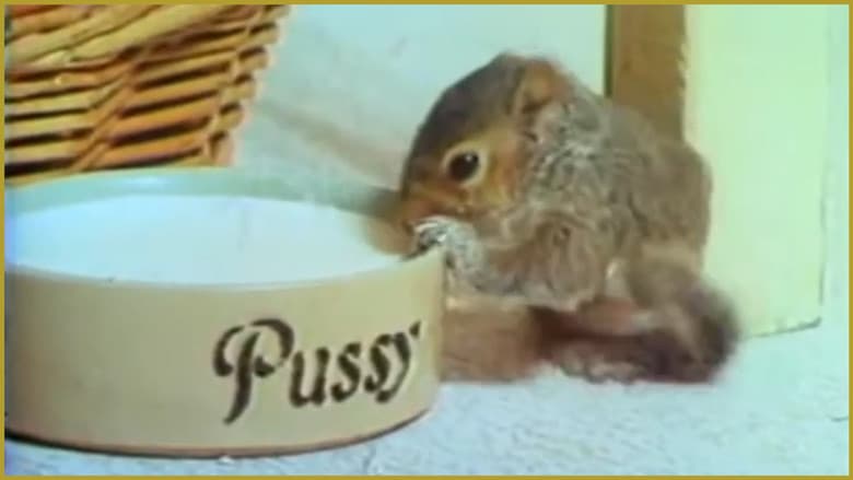 Backdrop from Squirrel on My Shoulder
