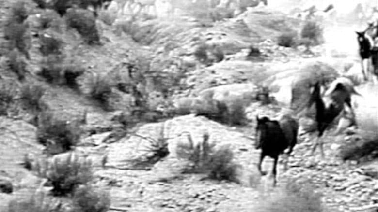 Backdrop from The Fighting Stallion