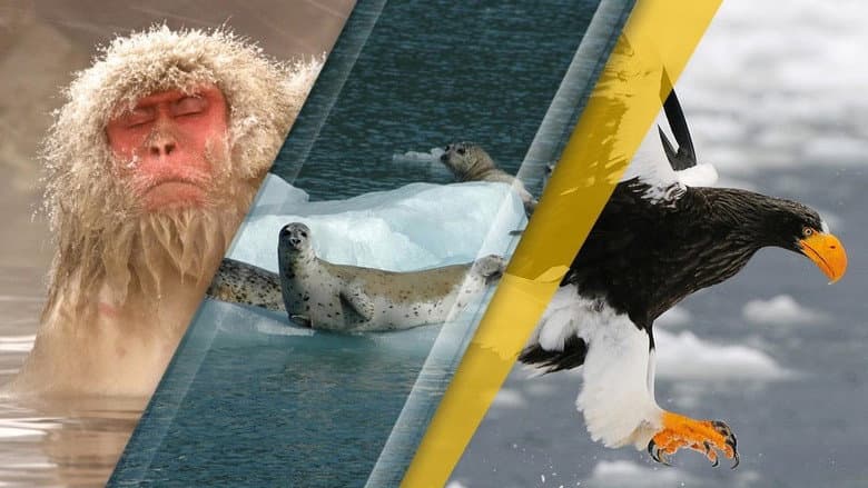 Backdrop from Japan's Wild Year