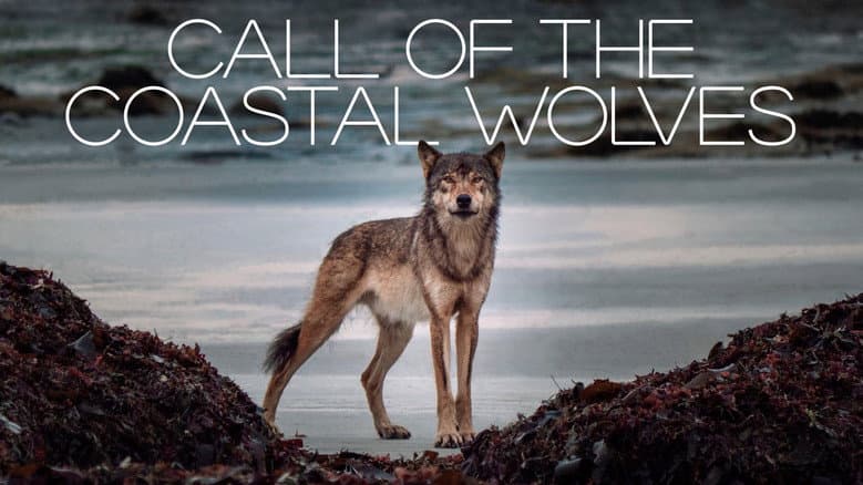 Backdrop from Call Of The Coastal Wolves