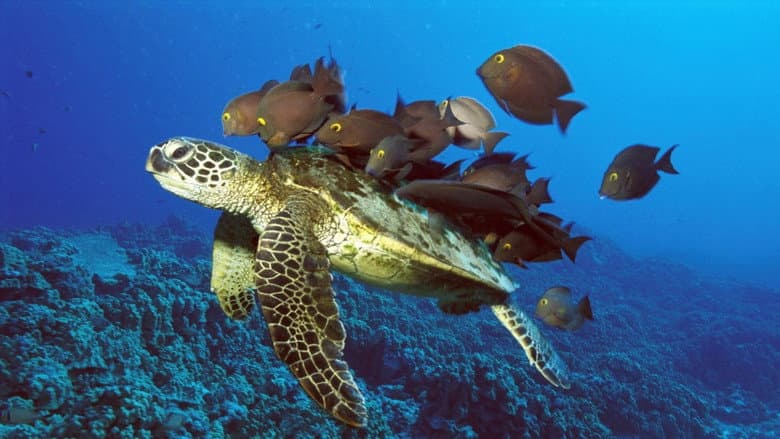 Backdrop from The Jacques Cousteau Odyssey