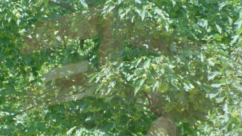 Backdrop from 1986 Summer