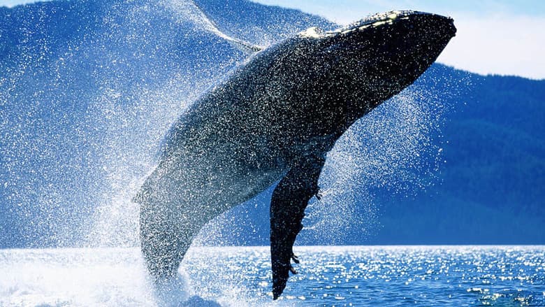 Backdrop from Whales: An Unforgettable Journey