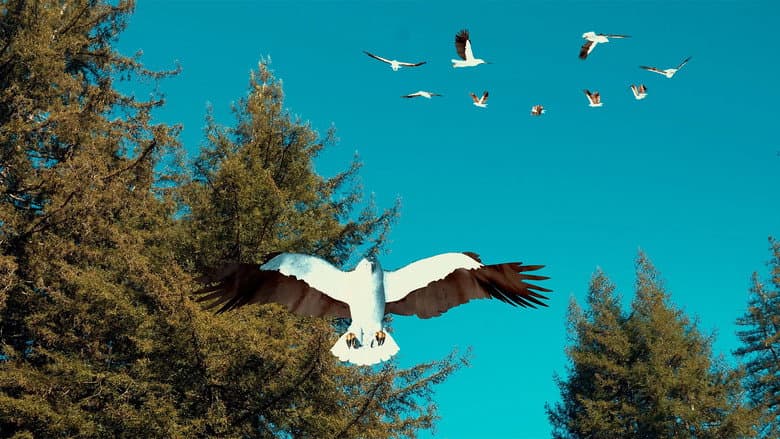 Backdrop from Birdemic 3: Sea Eagle