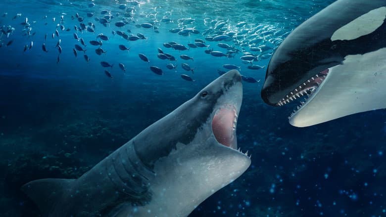 Backdrop from Orca Vs. Great White