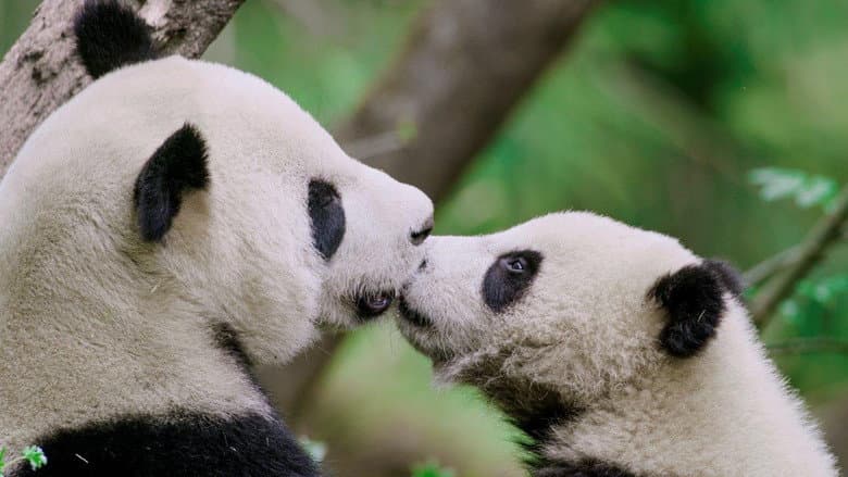 Backdrop from The Hidden Kingdoms of China