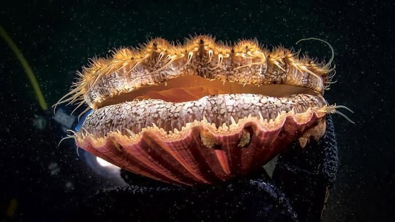 Backdrop from The Odyssey of the Scallop Shell