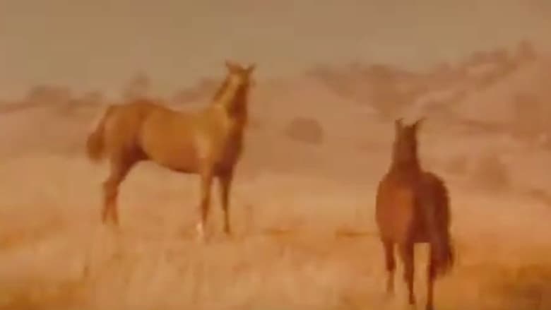 Backdrop from Iron and Horse