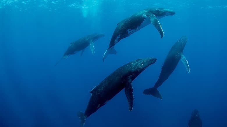 Backdrop from Humpback Whales