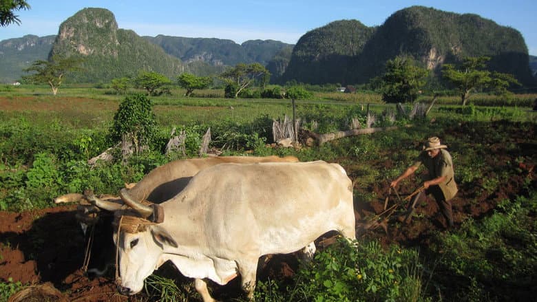Backdrop from Cuba: The Accidental Eden