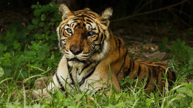 Backdrop from The World's Most Famous Tiger