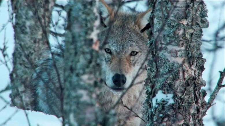 Backdrop from Europe's Last Wilderness