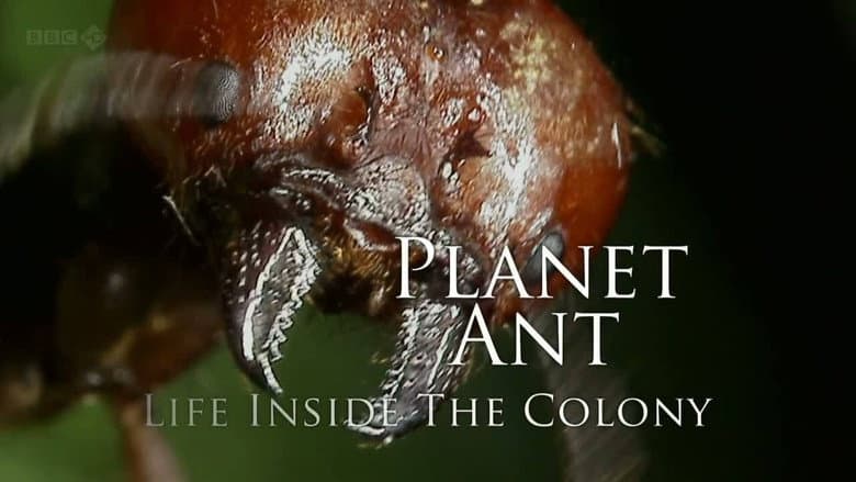 Backdrop from Planet Ant: Life Inside The Colony