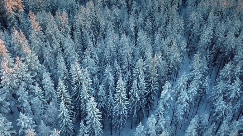 Backdrop from Wald:Sinfonie