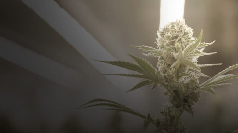 Backdrop from Cannabis : la série documentaire