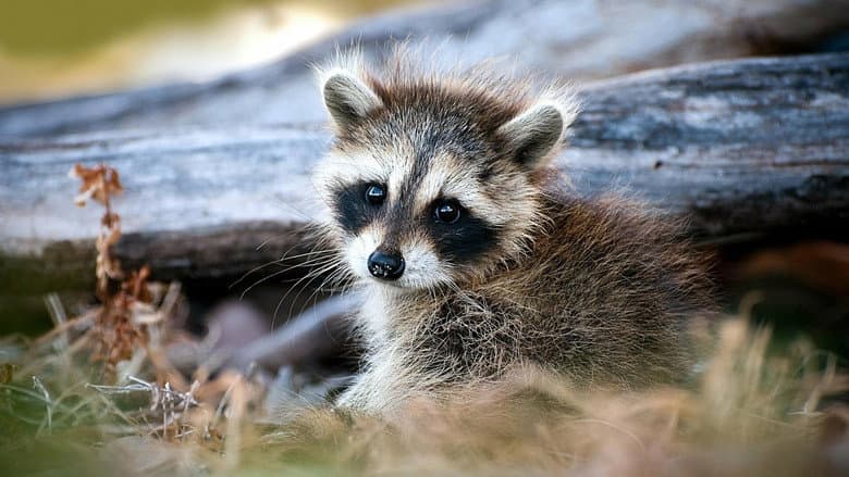 Кадр із фільму «The Raccoon; The King of Survivalism»