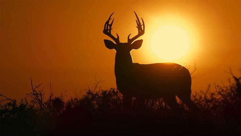 Кадр із фільму «Deep in the Heart: A Texas Wildlife Story»