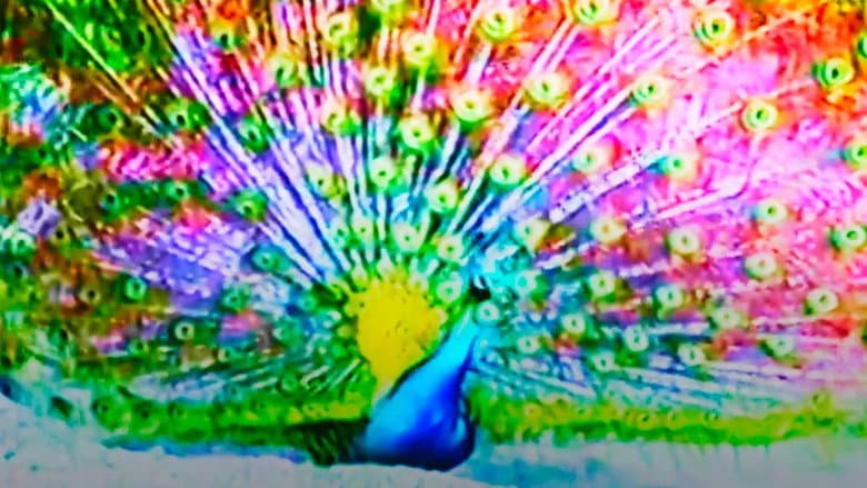 Backdrop from Afraid of Peacock