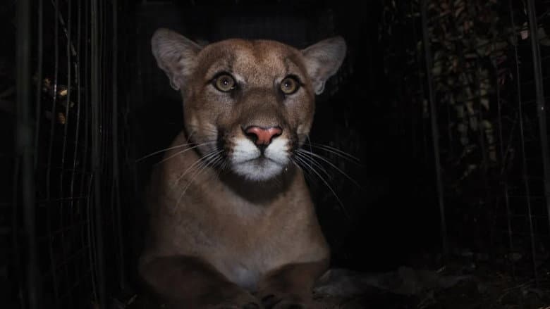 Backdrop from The Mountain Lion and Me