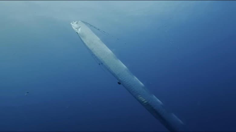 Backdrop from Régalec, premiers contacts avec le poisson roi