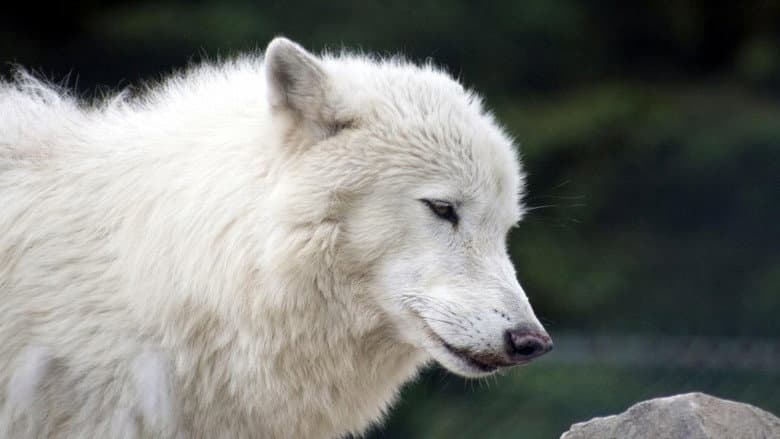 Backdrop from White Wolves - A Cry in the Wild II