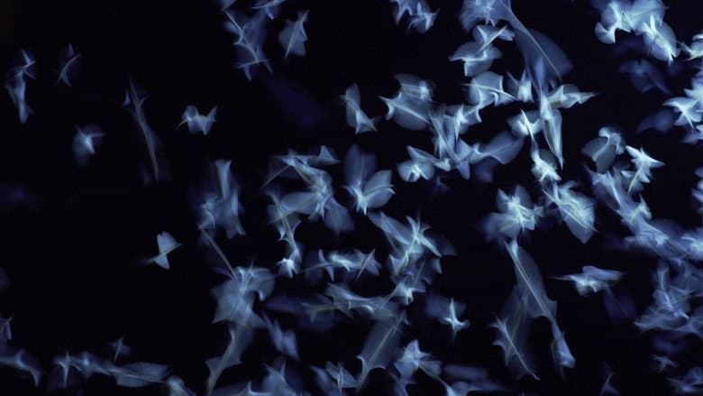 Backdrop from Operation Mayfly