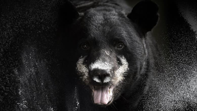 Backdrop from Blow: The True Story of Cocaine, a Bear, and a Crooked Kentucky Cop
