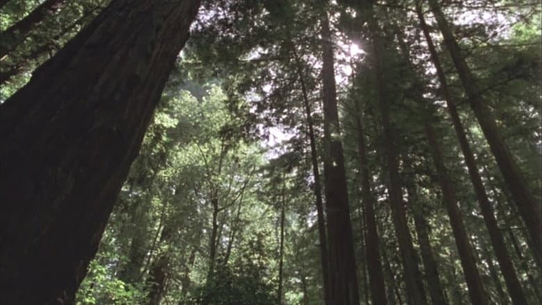Backdrop from Redwood Curtain