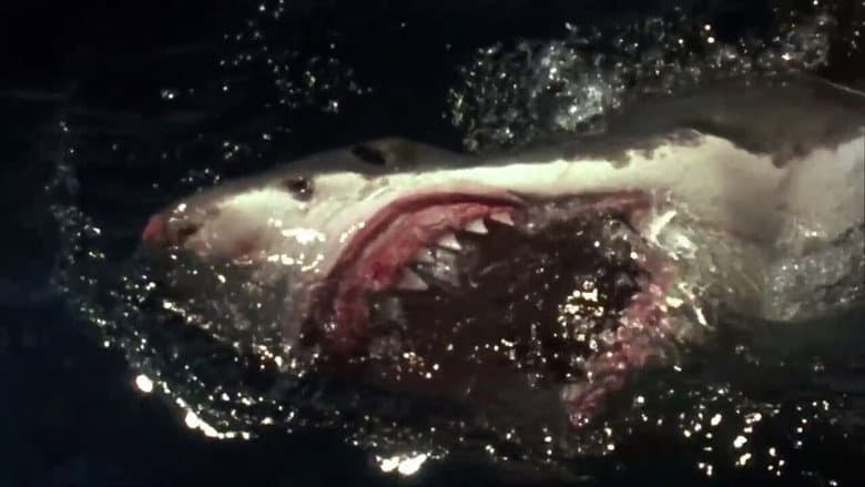 Backdrop from Shark Zone