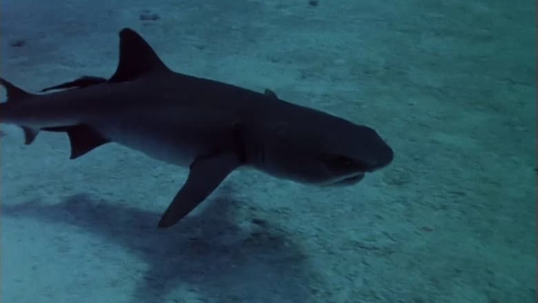 Backdrop from Sharks' Treasure