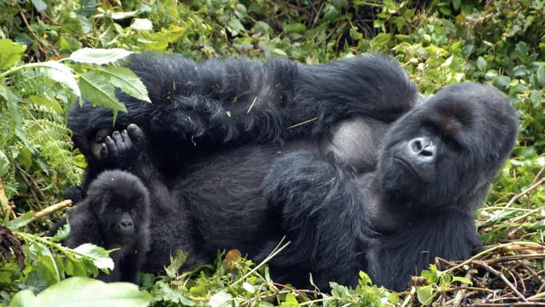 Backdrop from Mountain Gorilla