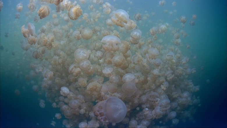 Backdrop from The Living Sea